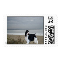 English Springer Spaniel Postage Stamp