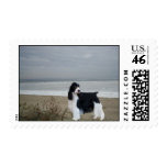 English Springer Spaniel Postage Stamp