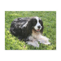 English Springer Spaniel -- Postcard by elaineinalaska English Springer Spaniel -- Postcard