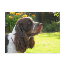 English Springer Spaniel postcards by catchthenextwave English Springer Spaniel postcards
