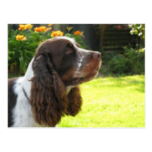 English Springer Spaniel Postcards