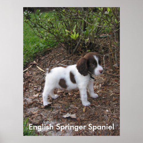 English Springer Spaniel print