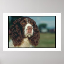 English Springer Spaniel Poster