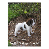 English Springer Spaniel posters