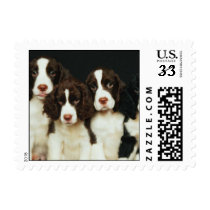 English Springer Spaniel Puppies (2) Stamp
