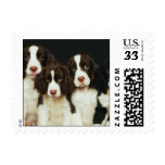 English Springer Spaniel Puppies (2) postage