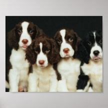 English Springer Spaniel Puppies (2) Posters