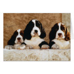 English Springer Spaniel Puppies Greeting Cards