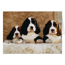 English Springer Spaniel Puppies Greeting Cards