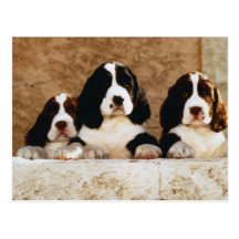 English Springer Spaniel Puppies Post Card