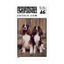 English Springer Spaniel Stamp (MEDIUM) by jasminesphotography English Springer Spaniel Stamp (MEDIUM)