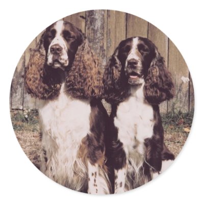 English Springer Spaniel Stickers by jasminesphotography