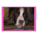 ENGLISH SPRINGER SPANIEL TONGUE OUT cards by shayneemelissa ENGLISH SPRINGER SPANIEL TONGUE OUT cards