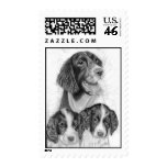 English Springer Spaniels postage