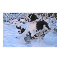 English Springers posters