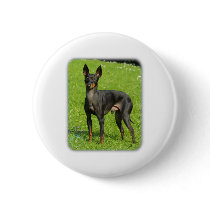English Toy Terrier 9R78D-77 buttons by TraffordPhotos English Toy Terrier 9R78D-77 buttons