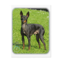 English Toy Terrier 9R78D-77 postcards by TraffordPhotos English Toy Terrier 9R78D-77 postcards