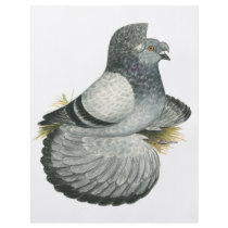 English Trumpeter:  Blue Grizzle Flyer Design