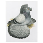 English Trumpeter:  Blue Grizzle flyers