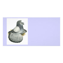English Trumpeter:  Blue Grizzle Photo Card Template
