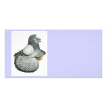 English Trumpeter:  Blue Grizzle Photo Card Template