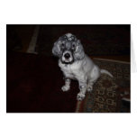 Englsih Setter Greeting Card