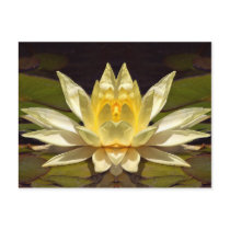 Enhanced Lotus1 postcards