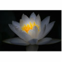 enlightenment photo sculptures