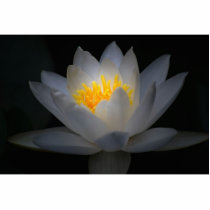 enlightenment photo sculptures