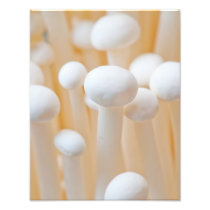 Enoki 11 x 14