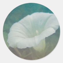 Enredadera blanca - la correhuela perenne salvaje pegatina