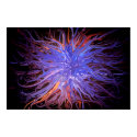 Entanglements poster posters
