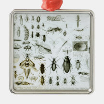Entomology Insects Ornaments