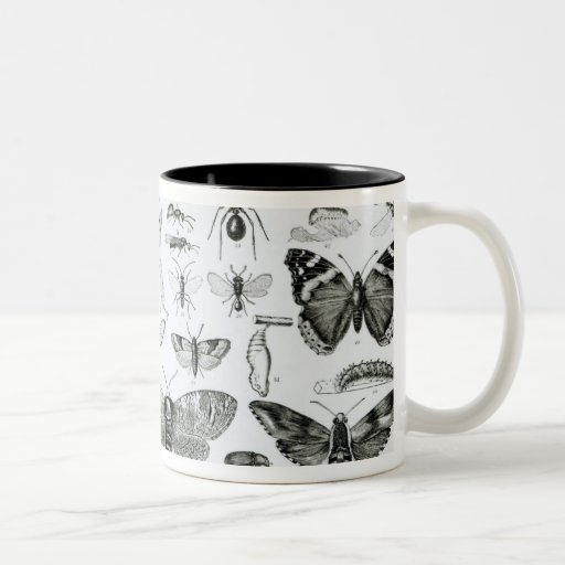 Entomology Mug