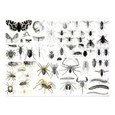 Entomology, Myriapoda and Arachnida Print