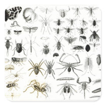 Entomology, Myriapoda and Arachnida Square Stickers