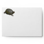 Envelope Eastern Box Turtle