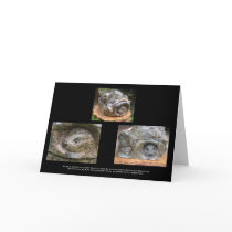 Environmental - Saving the Canadian Beavers Card