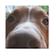 Enzo the Wonder Pit magnets by roxysmama Enzo the Wonder Pit magnets