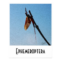 Ephemeroptera - Poster posters