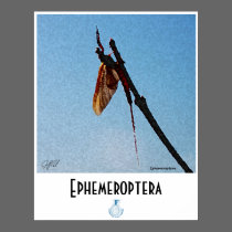 Ephemeroptera - Poster posters