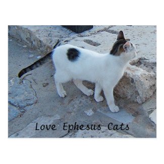 Ephesus Cats Postcard