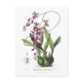 Epidendrum phœniceum postcards