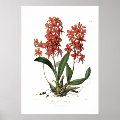 Epidendrum Vitellinum Posters