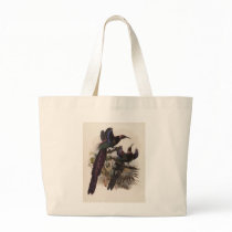 Epimachus ellioti - Elliot's Bird Of Paradise bags