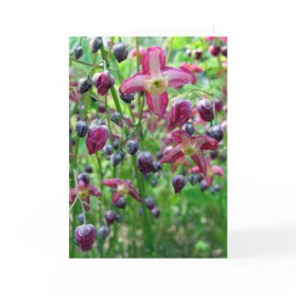 Epimedium Flowers