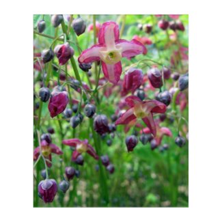 Epimedium Flowers (Fairy Wings) Acrylic Wall Art