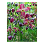 Epimedium Flowers Postcard