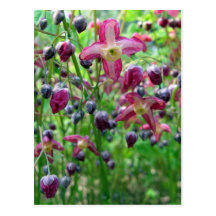 Epimedium Flowers Postcard