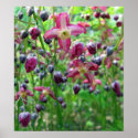Epimedium Flowers